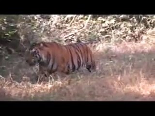 Big Wild Tigers Series - A Big Dominant Male Bengal tiger