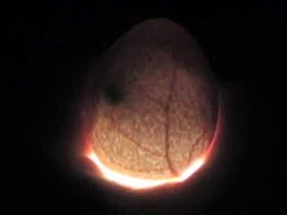 Candling a Chicken Egg