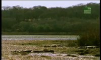 Crocodile Vs Sambar Deer, Interaction in Wild