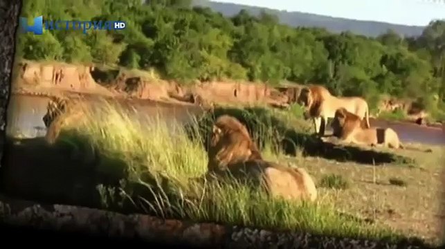 Прайд львов напал на крокодилов! Львы против крокодилов / Самки идут на помощь