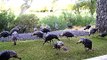 Wild Turkeys in Our Backyard