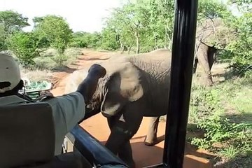 Mother and baby elephant come running towards us