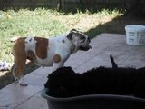 Our english bulldog plays with our portuguese water dog.