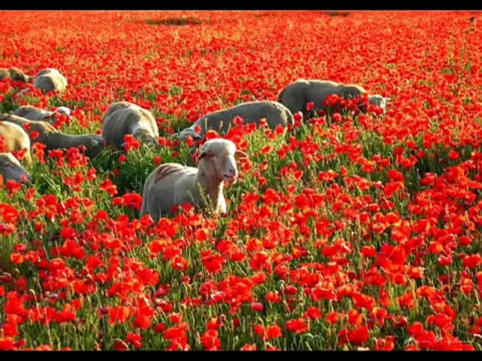 "Amapola"  -  Nana Mouskouri