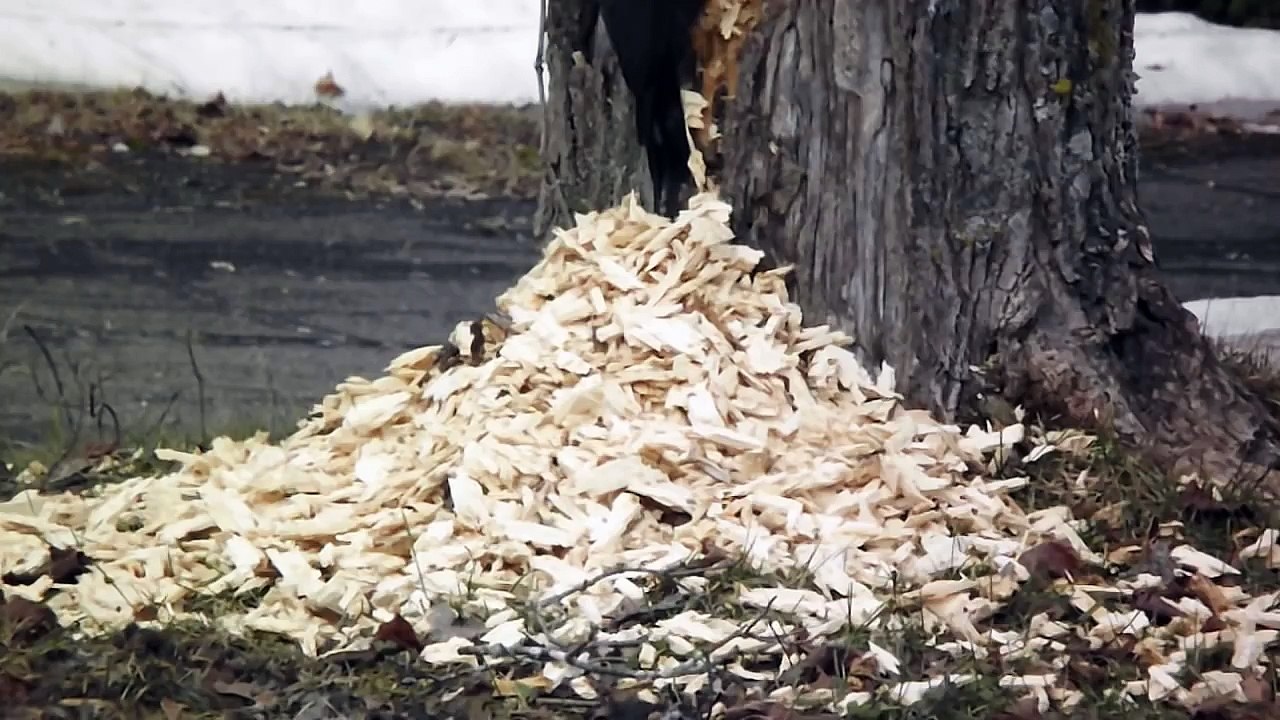 big pilated woodpecker