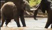Fighting Elephants - Wildlife Specials: Elephant - Spy in the Herd - BBC