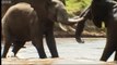 Fighting Elephants - Wildlife Specials: Elephant - Spy in the Herd - BBC