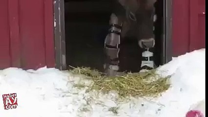 İneğe protez ayak takmak..