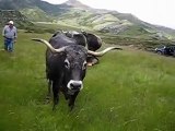 vacas tudancas en pineda