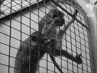 Tiniest and Cutest Baby Monkey