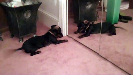weiner dog puppy attacks her reflection in the mirror