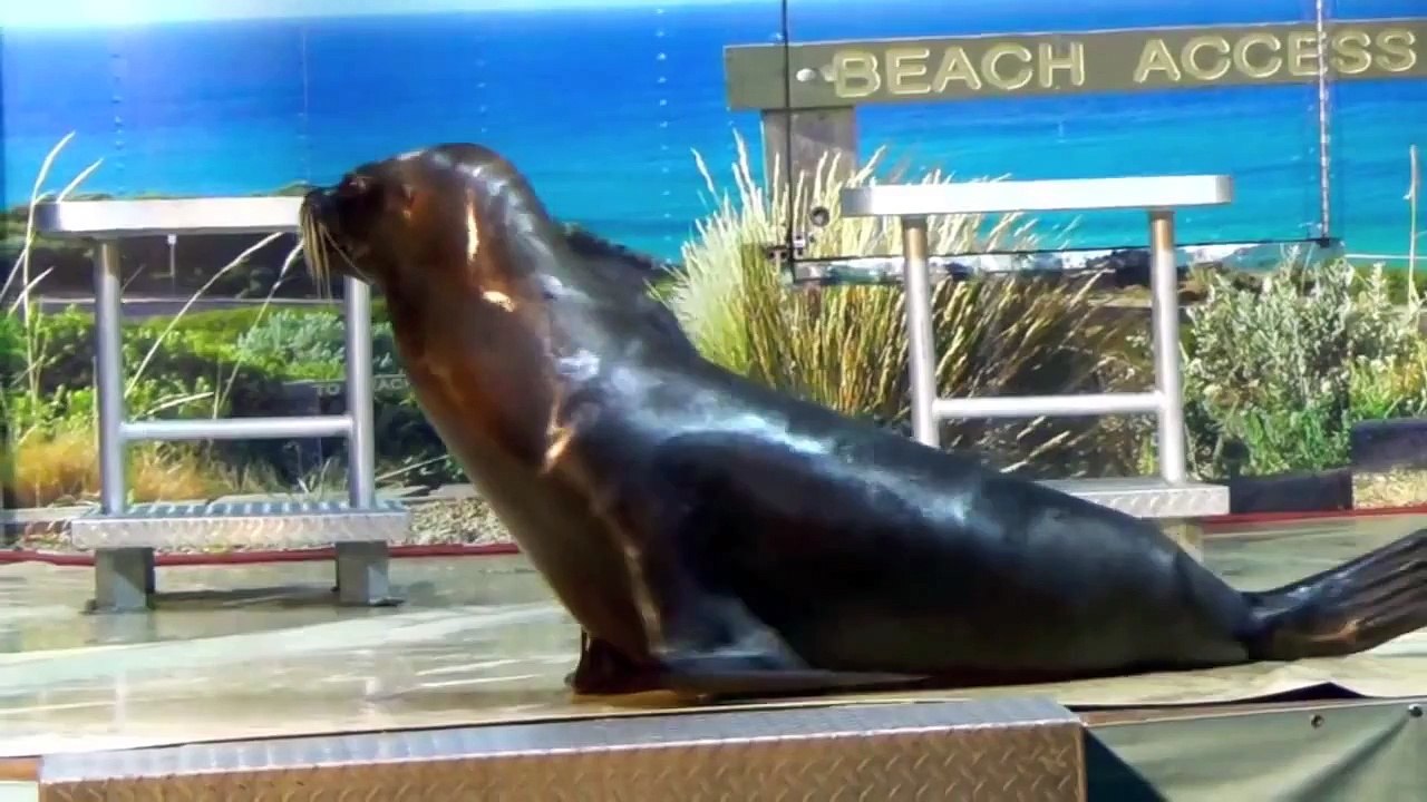 ANIMAL SOUNDS SONG Part 2 26 Real Animals BABIES, TODDLERS, PRESCHOOL, K 3