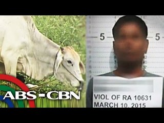 Bago husgahan ang suspek sa 'cow rape,' panoorin ito
