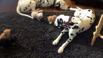 Dalmatian Puppies meet the Kittens. Take 5. Attack of the kittens!