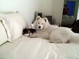 Hardy the Samoyed Puppy and His Roomate