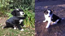 All About Border Collie | Бордер-колли | Border kolie