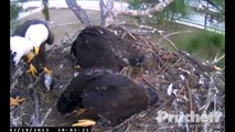 SW Florida Eagles 'Eaglets Make Unusual Gesture'  6.01 pm  _2.19.13_