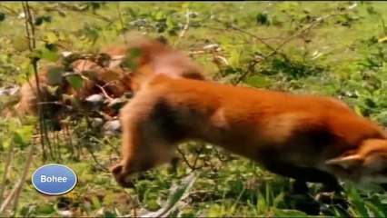 El Zorro Vulpes Documental Nacimiento Y  Vida