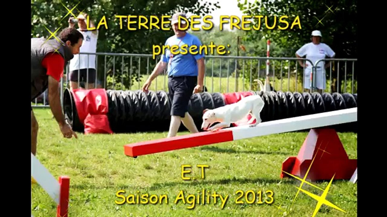 Jack russell Agility