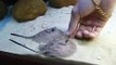 My Stingrays hand feeding !!! Marssel's Aquarium