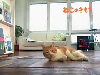 고양이의 기분  ねこのきもち  Cat`s Feeling  Neko no kimochi