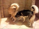 Husky Siberiano - Jake e Bella brincando na ducha