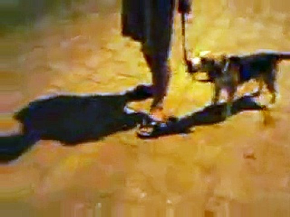 My Dog.