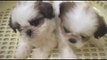 6 weeks old Shih Tzu Puppies