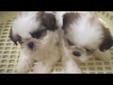6 weeks old Shih Tzu Puppies