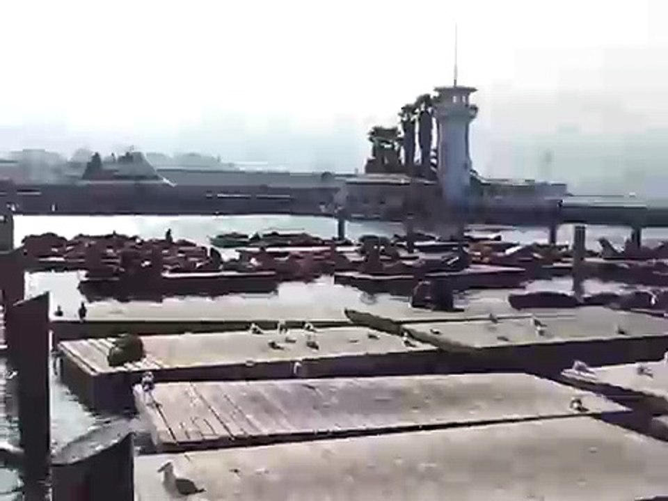 Seals Barking Near Pier 39 in San Francisco