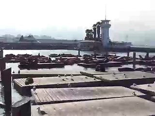 Seals Barking Near Pier 39 in San Francisco