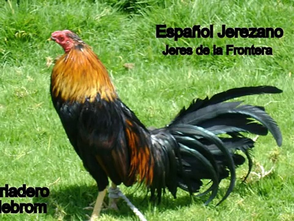 GALLOS DE COMBATE CRIADERO HEBROM (QUITO-ECUADOR)