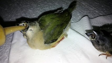 Gouldian Chicks - Hand Feeding - Day 26