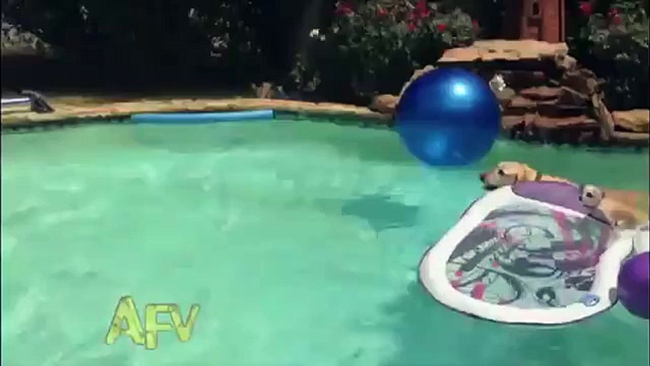 puppy_uses_dog