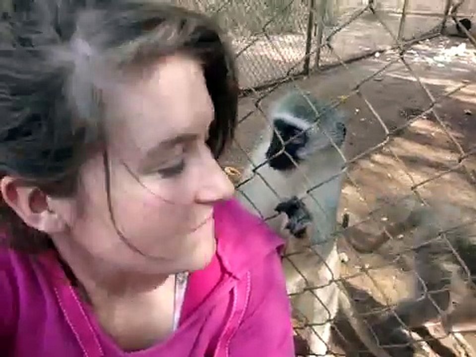 Being groomed by a vervet monkey