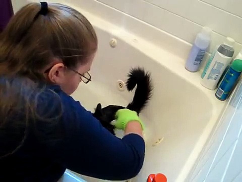 How to Bathe Your Cat