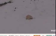 siku the polar bear cub