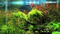 Aquascaping - The Art of the Planted Aquarium 2012 Nano compilation