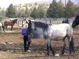 Buckaroo--Catching, Grooming and Saddling!