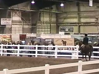 American Saddlebred Breed Demo