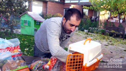 COBAYAS, CUYES  - Cómo viajar con mi mascota
