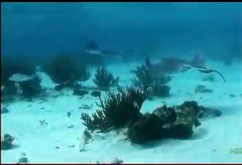 Save the Stingray - RIP Steve Irwin