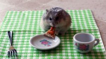 Tiny hamster eating a tiny pizza