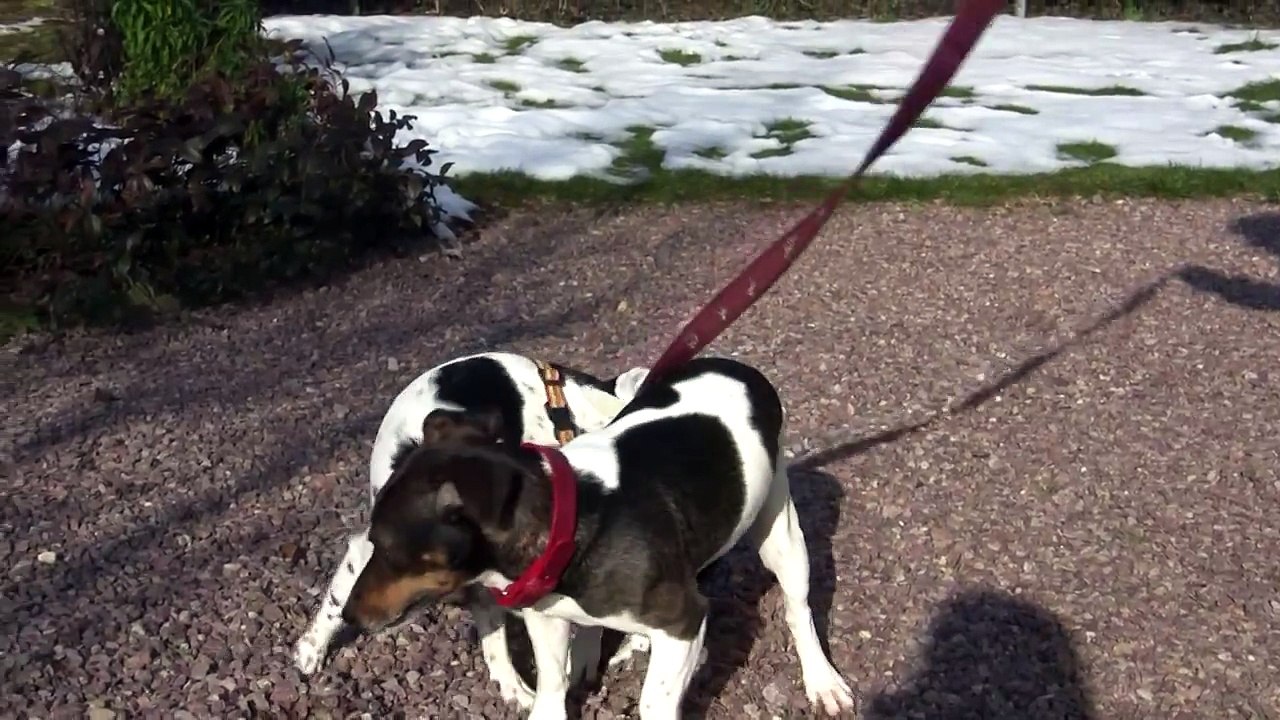 saillie clovers le 13022010.MTS