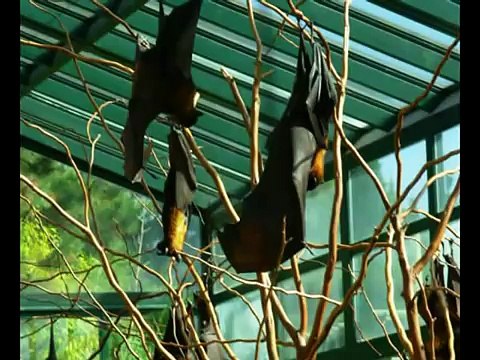 Temaiken Wild Animals Zoo Park - Animal Game aquarium videos and photos in the animal park