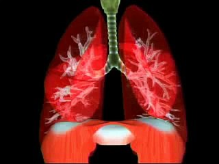 Understanding Pneumonia 🤧