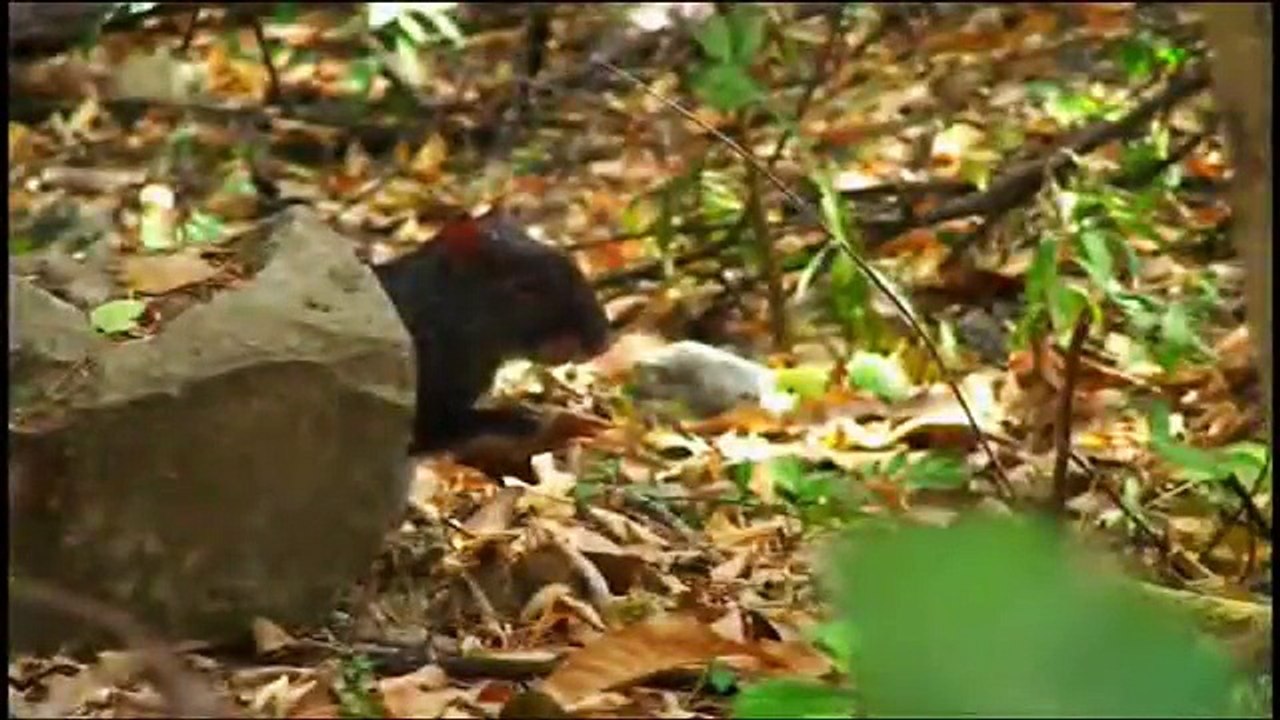 Ecoturismo México, tours de aventura en la Selva Lacandona, Chiapas