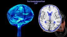 Anatomy of the brain: The Cerebrospinal Fluid CSF