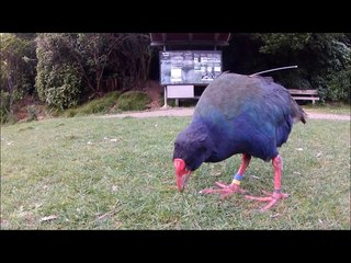 The rare Takahe bird in Zealandia (Wellington - NZ)