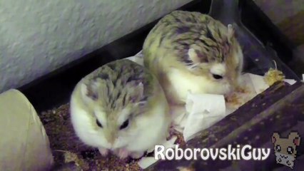 Dinner Time - Robo Hamsters